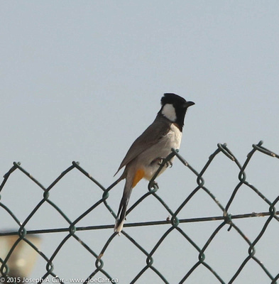 White-eared bulbul perched on a fence