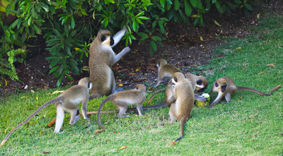 Barbados Green Monkeys roam and forage the grounds