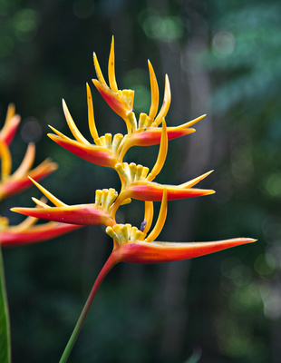 Heliconia - Bird of Paradise flower