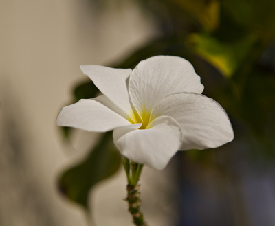 Plumeria white flower