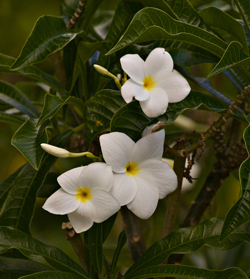 Plumeria white flowers
