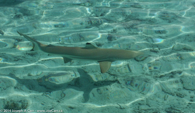 Black-tipped sharks and Sting rays