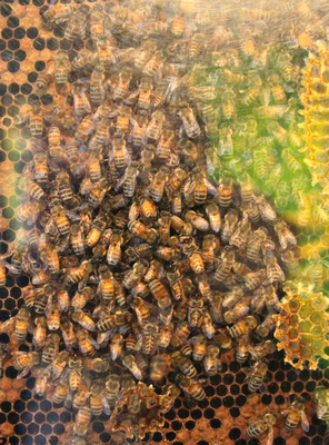 Kapiti honey bee hive