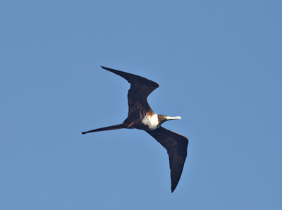 Female Magnificent Frigatebird in flight
