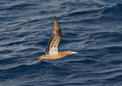 Caribbean Booby Gull in flight