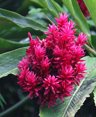 Red tropical flowers
