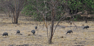 Helmeted guineafowl foraging