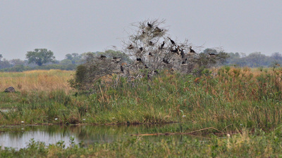 African Darters perched in bushes in the Spillway
