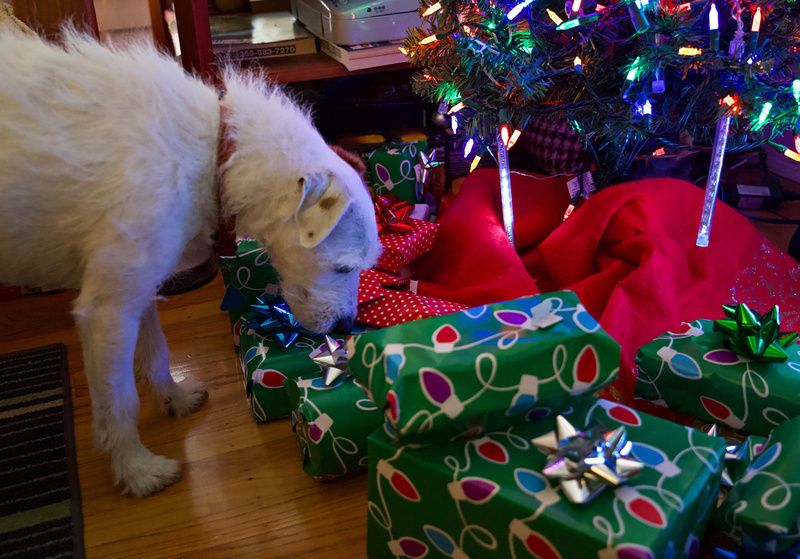 Rolly inspecting the Christmas gifts under the tree