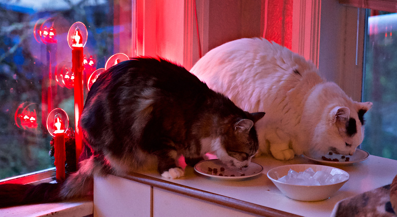 Coda and Mellow having an early morning breakfast