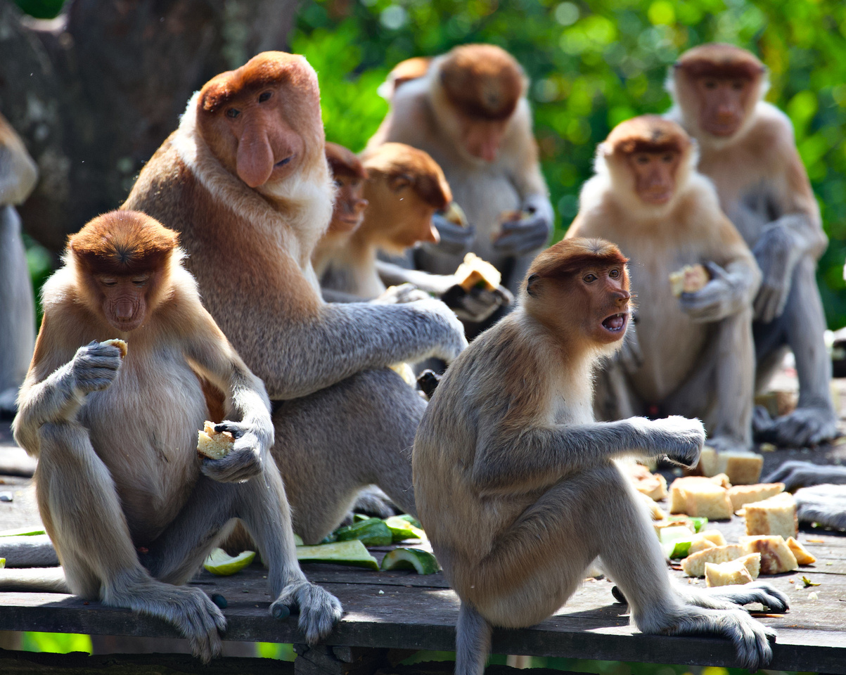 Proboscis Monkeys feeding