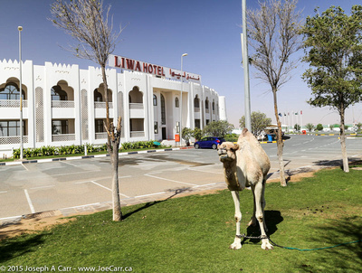 Camel in front of the hotel