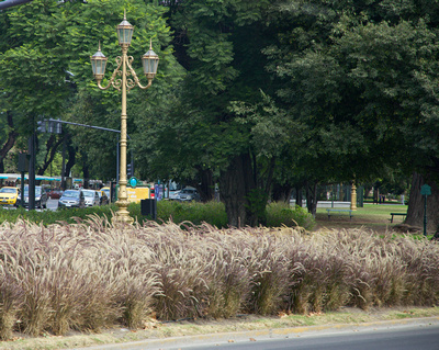 Ornamental lamp posts with pampas grass