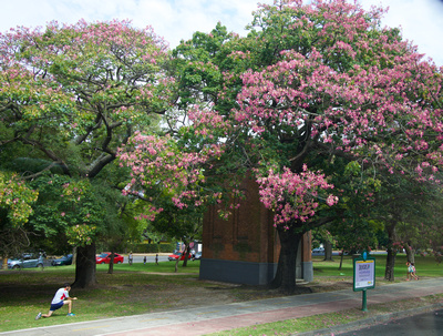 Pink blossom on the Palo Borracho - 'the drunken stick' tree