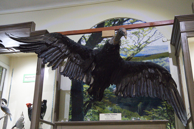 Andean Condor display
