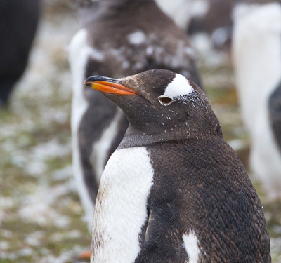 Molting Gentoo penguins