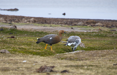 A pair of Upland Geese near the shoreline