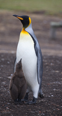King penguin with its young