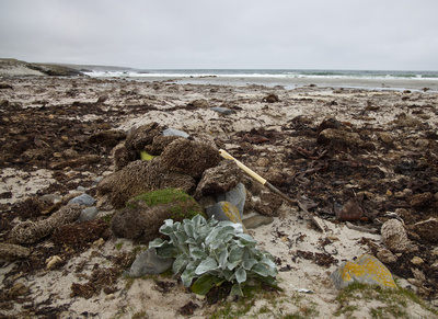 Seaweed and Sea Cabbage on the beach
