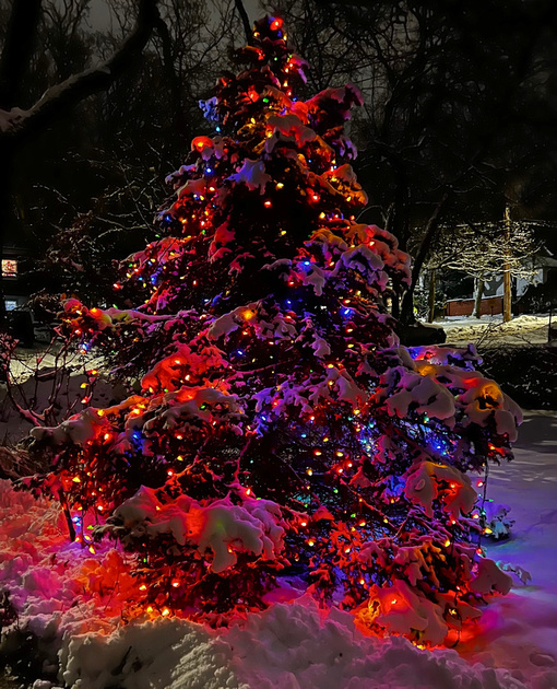Fresh snow on our decorated evergreen tree in the front yard at night