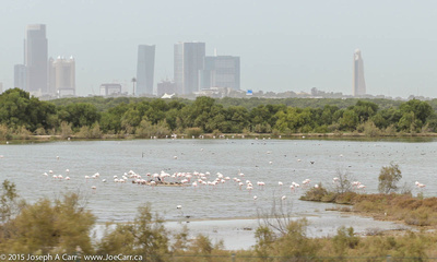 Flamingos in the flats