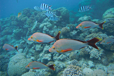 Humpback Red Snapper & Sargent Majors in the coral