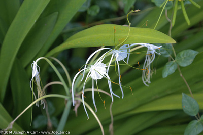 Spider Lily blossoms