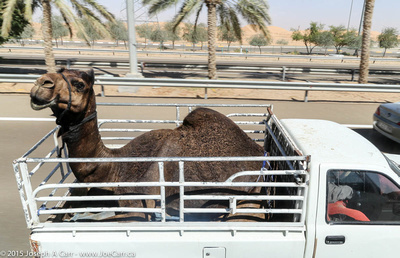 Camel in the back of a pickup truck