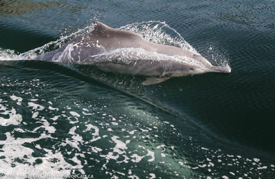 Dolphin plays in the boat wake
