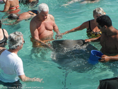 Sting rays and tourists