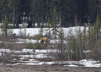 Grizzly bear on the riverbed