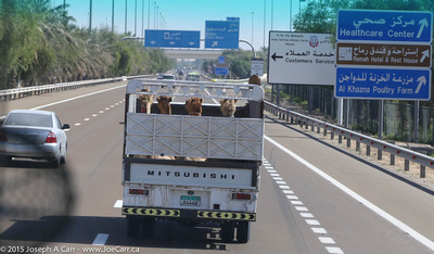 Camels in the back of a truck