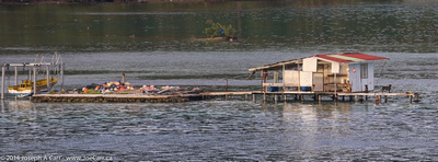 A Tahitian woman, 2 dogs and 2 kids watch the ship pass from a fisherman's shack
