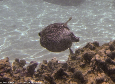 Puffer fish