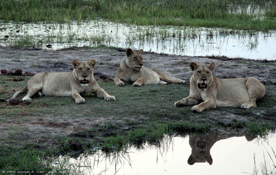 Lions resting beside the water after sunset