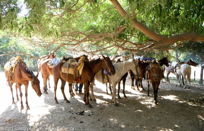 Horses tied under the shade by the river at a rest stop