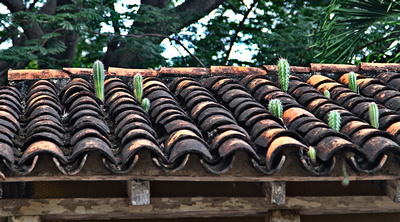 Cactus growing out of tiled roof