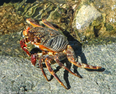 Crab on the shoreline