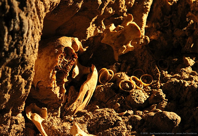 Skull, trachea bones of Moa - extinct big native NZ bird