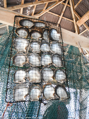 Oyster shells in netting
