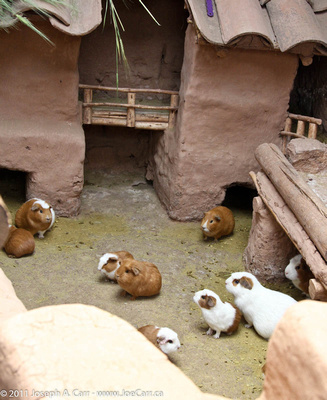 Guinea pigs being raised for food