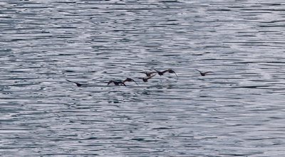 Small group of Black-Legged Kittiwakes flying close to the water surface