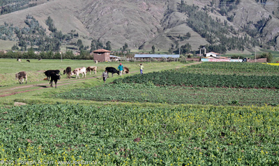 Cows, farmers and crops