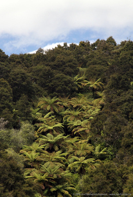Ferns