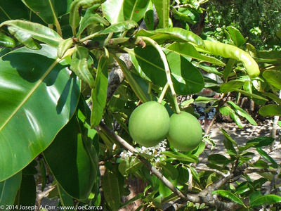 Young Breadfruit