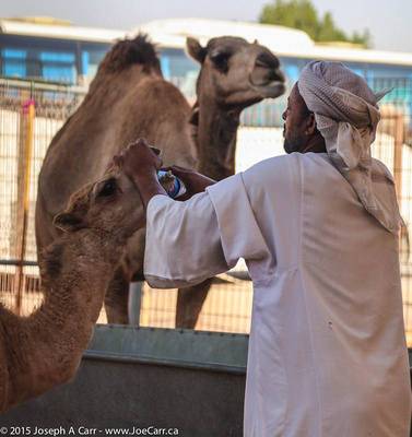 Small camel being given water