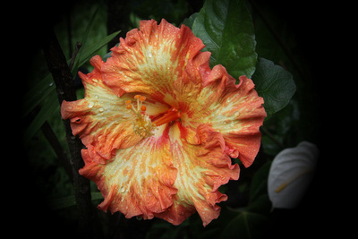 Fancy salmon & yellow Hibiscus