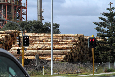Pine logs for export in Tauranga harbour