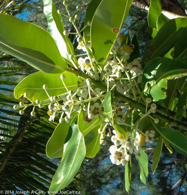 Breadfruit blossom