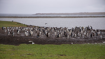 Molting Gentoo penguins and some King penguins